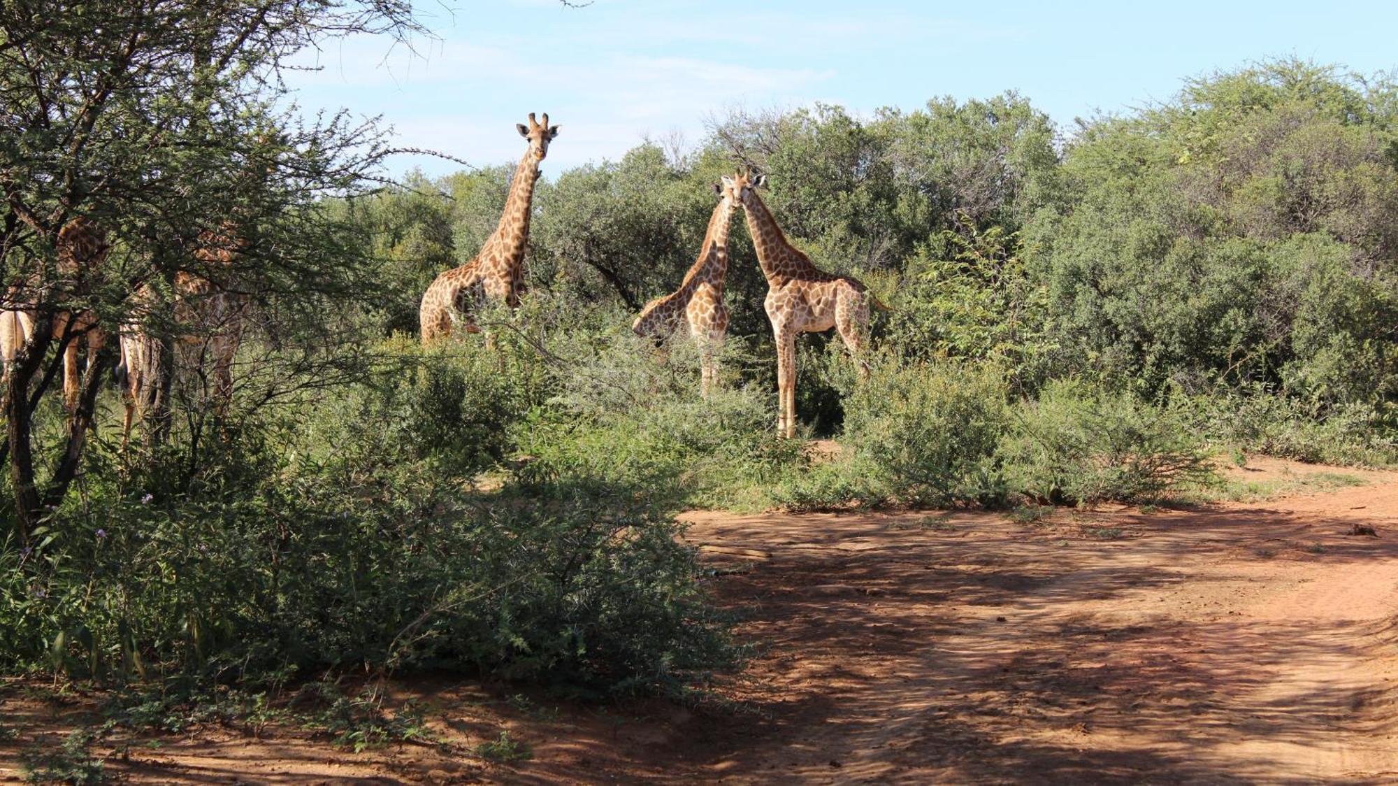 Thabaledi Game Lodge Beestekraal  Exterior photo